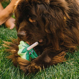 Sweet Leaf Plush Dog Toy